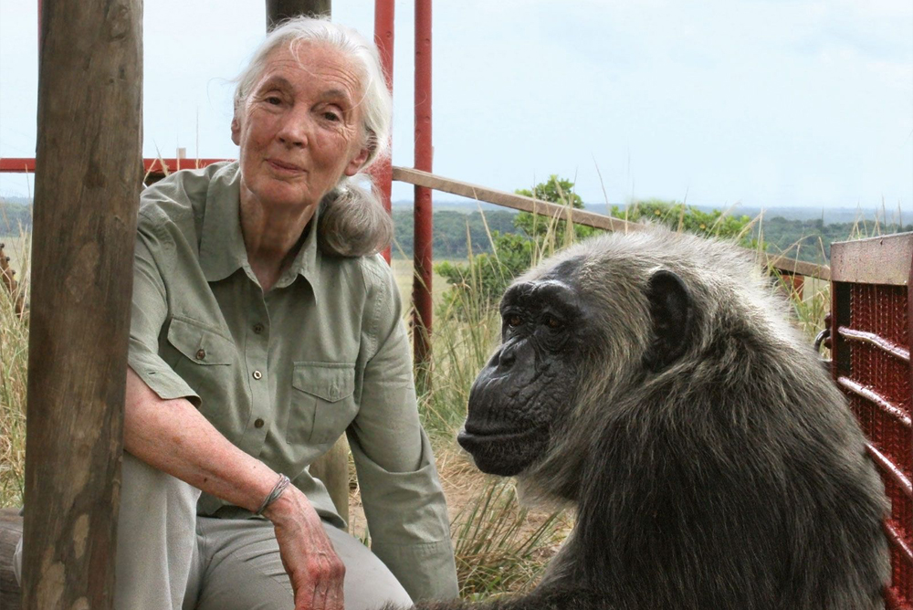 Jane Goodall, DBE